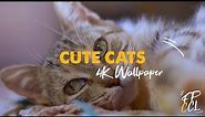 Cute and Funny Cat Videos (Epic 4K Live Wallpaper) - Adorable Cats Screensaver Video | FREE DOWNLOAD