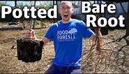How to Plant a Fruit Tree, POTTED and BARE ROOT!