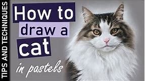 How to draw a photo realistic cat in pastels | Tips for drawing fur