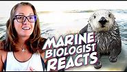 Sea Otter Steals Surfboards? A Marine Biologist REACTS to Otter 841