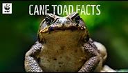5 Facts About Cane Toads 🐸 | WWF-Australia