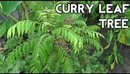 Curry Leaf Plant - Curry tree or Murraya koenigii - From seed to tree- the complete guide