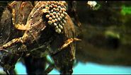 Giant Water Bug - Cincinnati Zoo