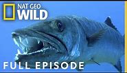 Underwater Killers (Full Episode) | World's Deadliest