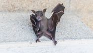 Bats As Pets | Do Bats Make Good Pets? - Animal Hype