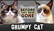 Grumpy Cat | Before They Were Gone | Tardar Sauce
