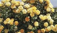 Cup of Gold Climbing Rose
