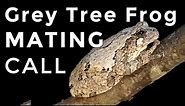 Grey Tree Frogs: How To Identify Their Mating Calls & Sounds!