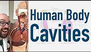 Human Body Cavities - And Torso Model Organ Tour!