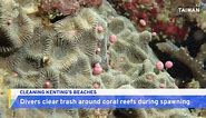 Divers Clean the Ocean of Trash off Southern Taiwan's Coral Reefs - TaiwanPlus News