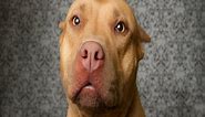 Why Are Pit Bulls Banned? How Media Hysteria Fueled Stupid Laws
