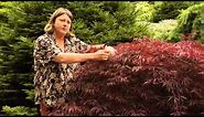 How to Prune Japanese Maples - Instructional Video w/ Plant Amnesty