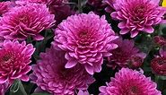 Chrysanthemum – Growing and Care Tips for Mums - Garden Design