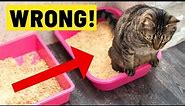 You're Setting Up Your Litter Box All Wrong