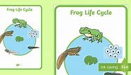 Frog Life Cycle Display Poster