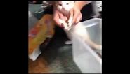 Cat helps clean up spilled food Tik Tok meme