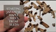 Growing Japanese Maple Trees from seed (Stratification)