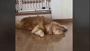 Adorable Golden Retriever Appears To Play Piano While Dreaming