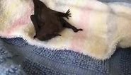 A baby big brown bat found on the... - Wildlife Vet Care