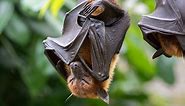 Fruit bats: successfully reforesting parts of Africa
