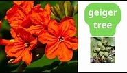 caring for an cordia sebestena geiger tree care all you want to know about cordia sebestena
