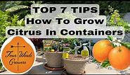 How To Grow Fruit Trees (CITRUS) In Containers | feat. FourWindsGrowers.com