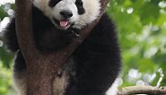 Baby panda sticking tongue out