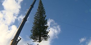 A towering pine from Kailua will be this year’s Christmas tree at Honolulu Hale