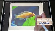 Tracing a photo in Procreate (how To step by step Tutorial)