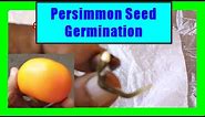 How To Grow Persimmon from Seeds: Fuyu Persimmon Seed Germination and Growing