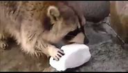 Racoon Gets Sad when His Cotton Candy Dissolves in Water