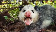 Top 7 Amazing Opossum Facts!!