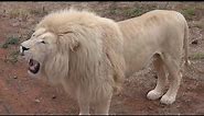 White Lion Roar (4k)