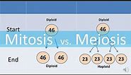 Mitosis vs Meiosis (updated)