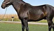 Przewalski's Horse || Description and Facts!