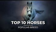 Top 10 most Popular Horse Breeds