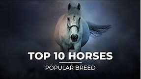 Top 10 most Popular Horse Breeds