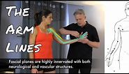 The Arm Lines - Fascial Connections + Acupuncture Meridians