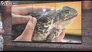 Poisonous toads overrun Florida neighborhood