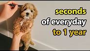Puppy Growing 8 Weeks to 1 Year | Cavapoo