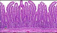 From Biopsy to Microscopy - Tissue processing for light microscopy