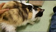 Lizzie, long haired Calico at MEOW Cat Rescue