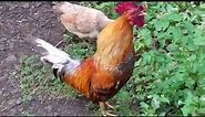 ROOSTER crowing compilation