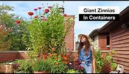 Growing Giant Zinnias in Containers | Raised Bed Gardening