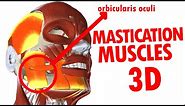 Muscles of Mastication - Jaw And Mandible - Face Anatomy part 3