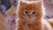 Fluffy Ginger Kittens