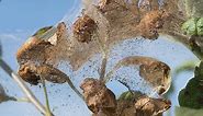 How to Get Rid of Webworms in Trees and Shrubs Before They Do Damage