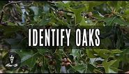 How To Identify Oak Trees