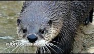 Detroit Zoo | Educational Lesson: Explore the River Otter Habitat!