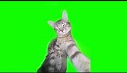 Green Screen Cat Rizz Meme